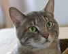 pet friendly montreal vet cat