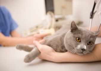 pet friendly montreal veterinarian