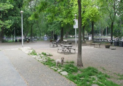 dog park in montreal