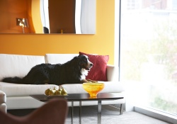 dog friendly hotel in montreal