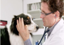 veterinarian in montreal